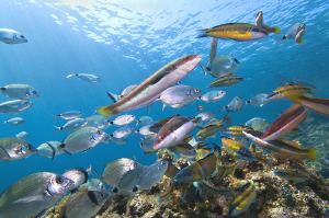 [:b:]RUSH HOUR[:/b:]
the mediterranean sea still alive by Roland Bach 